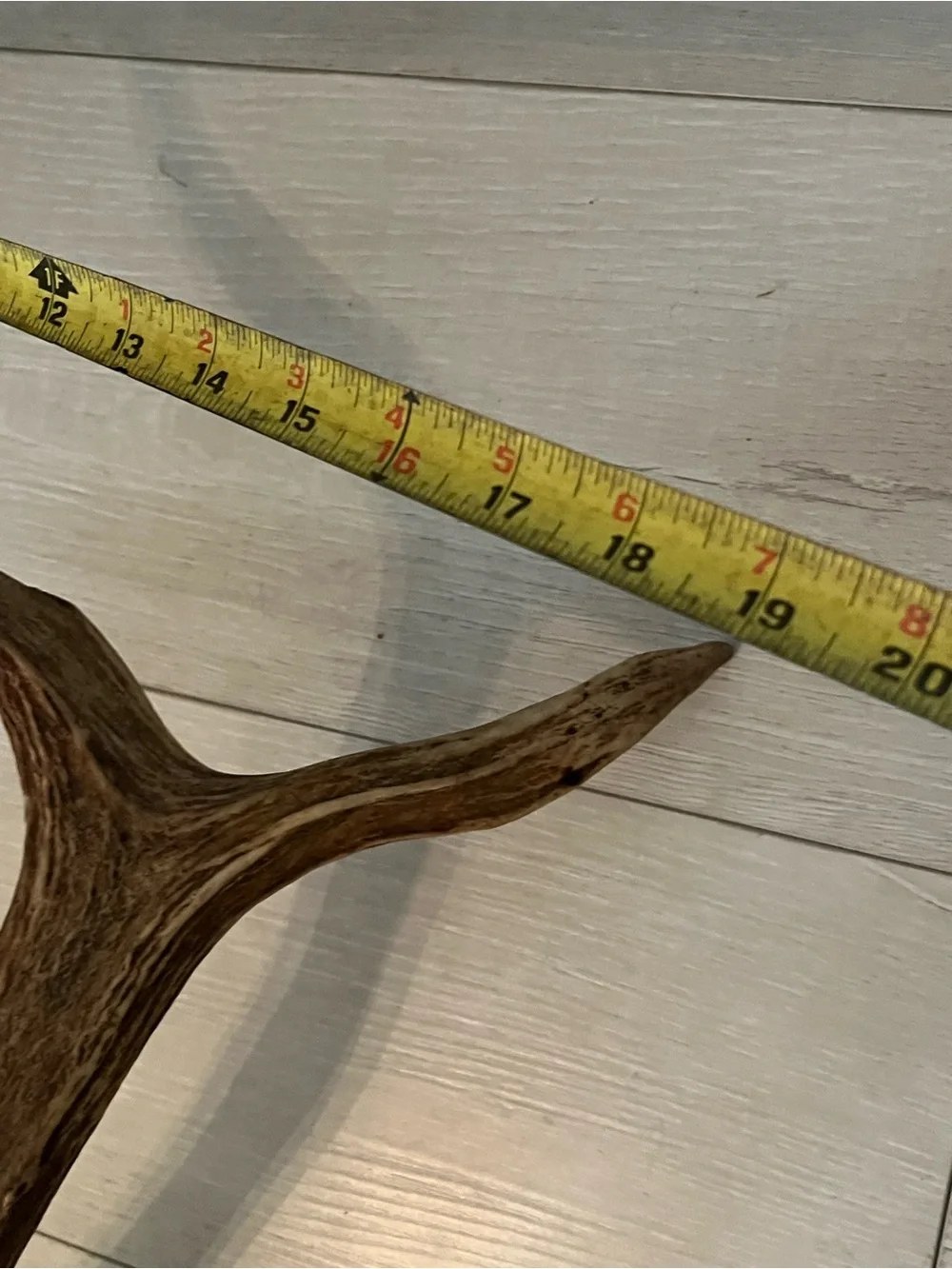 Rustic Brown elk  Antler Wall Decor - Unbranded